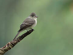 Northern Tropical Pewee