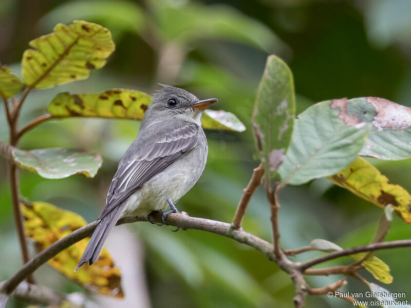 Greater Pewee