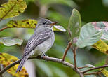 Moucherolle de Coues