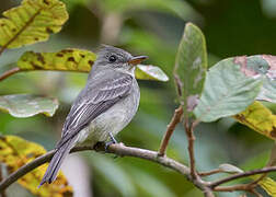 Greater Pewee