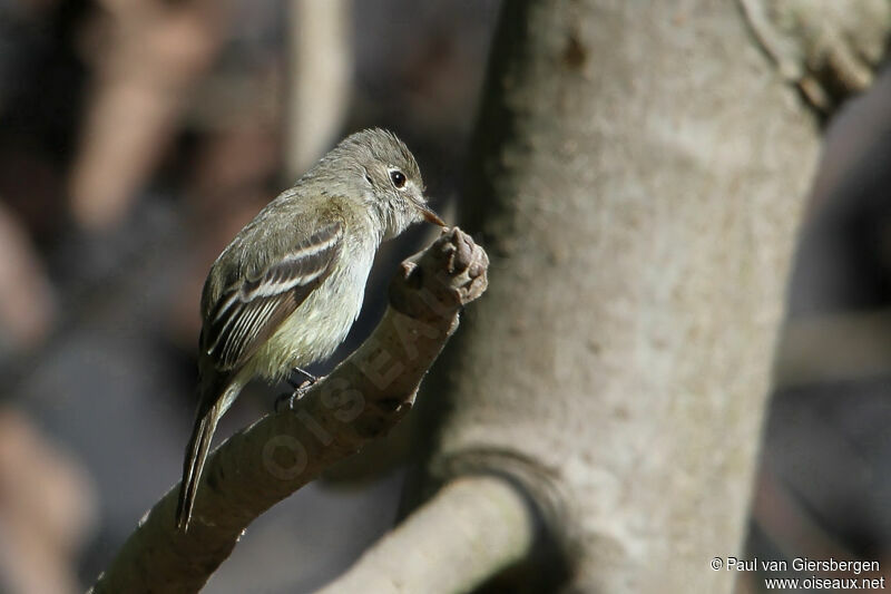 Hammond's Flycatcher