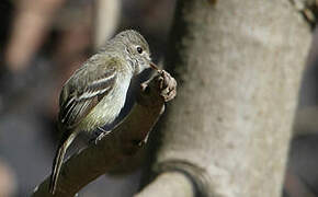 Hammond's Flycatcher