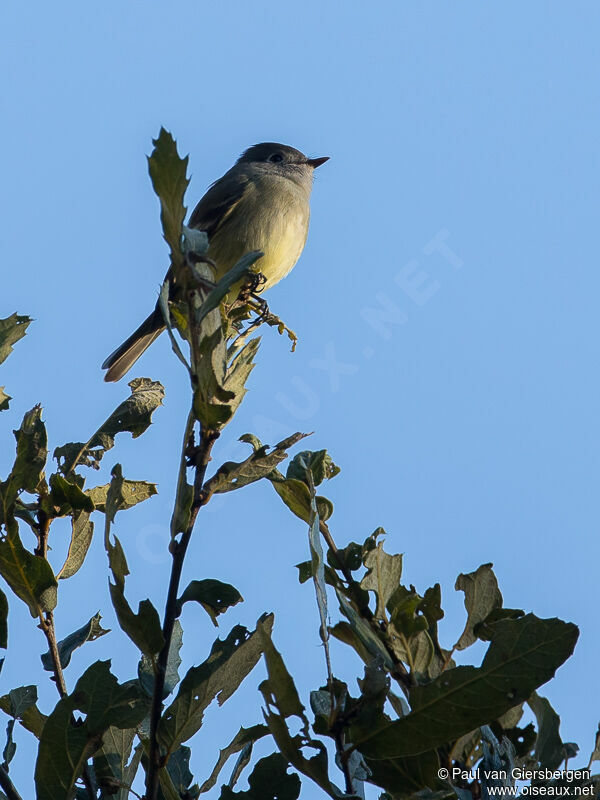 Hammond's Flycatcher