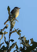 Hammond's Flycatcher