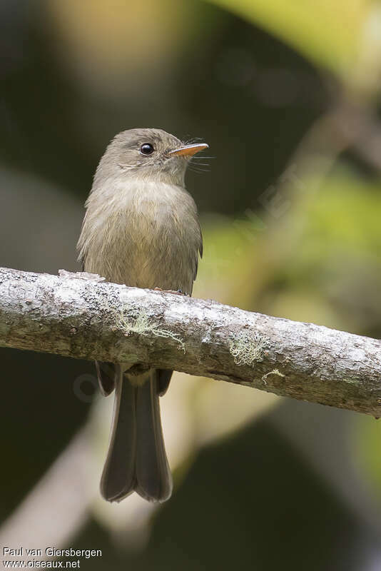 Jamaican Peweeadult, close-up portrait