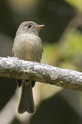 Jamaican Pewee