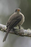 Jamaican Pewee