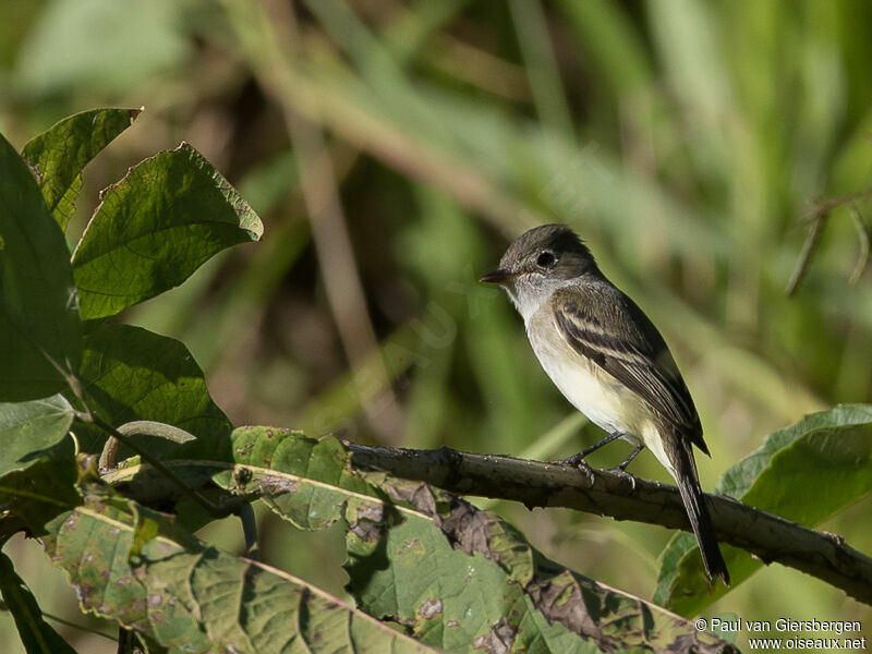 Alder Flycatcher