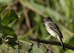 Alder Flycatcher