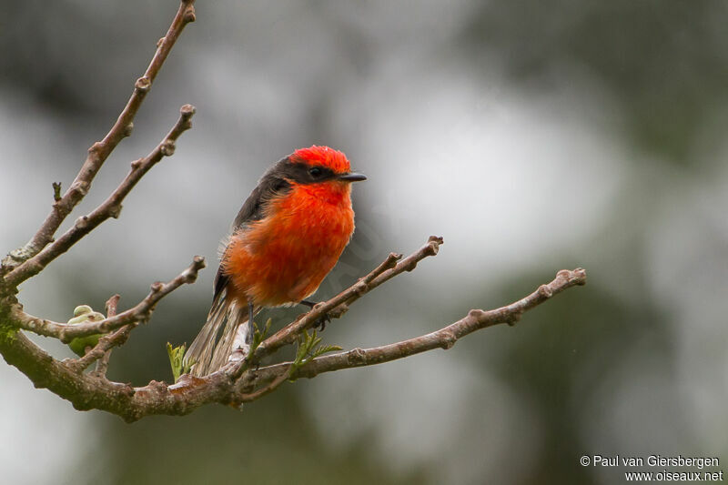 Darwin's Flycatcher male adult