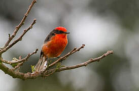 Darwin's Flycatcher