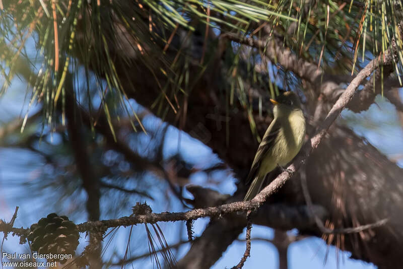 Pine Flycatcher, habitat, pigmentation