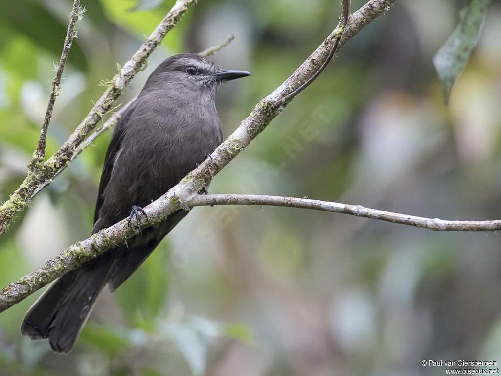 Smoky Bush Tyrantadult