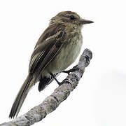 Bran-colored Flycatcher