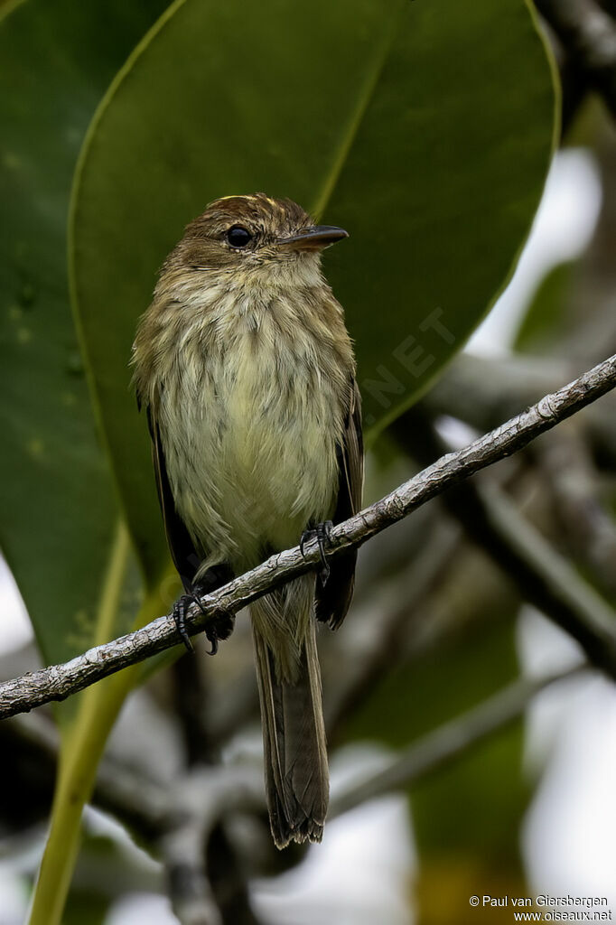 Bran-colored Flycatcheradult