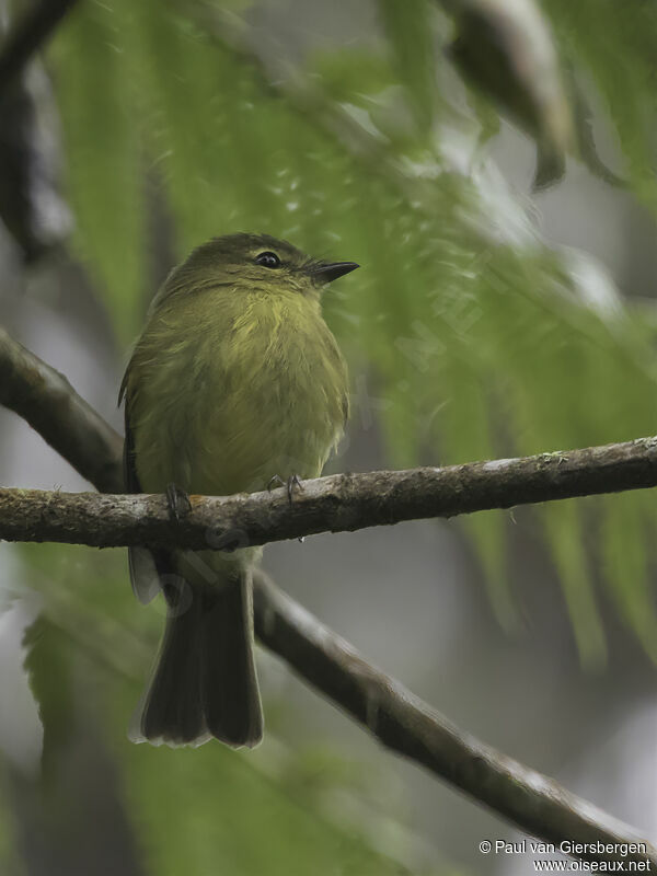 Flavescent Flycatcheradult