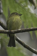 Flavescent Flycatcher