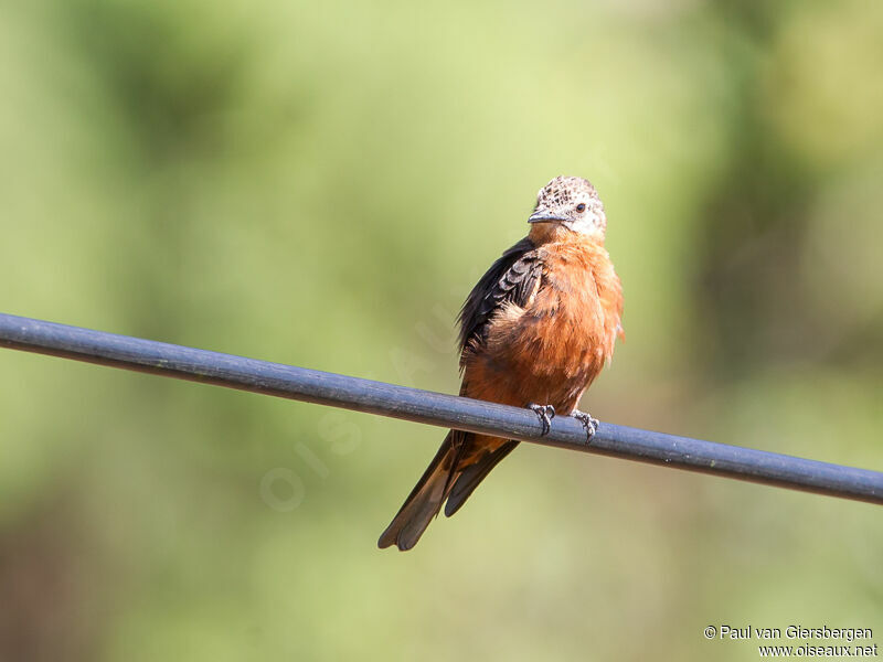 Cliff Flycatcher