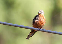 Cliff Flycatcher