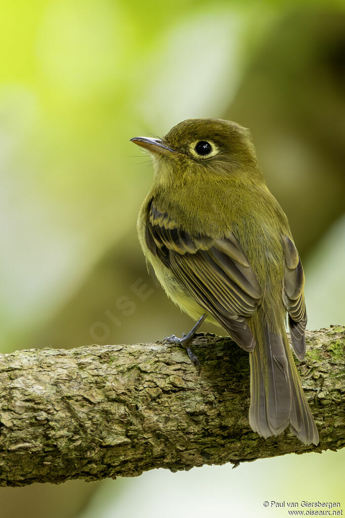 Moucherolle jaunâtre