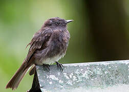 Black Phoebe