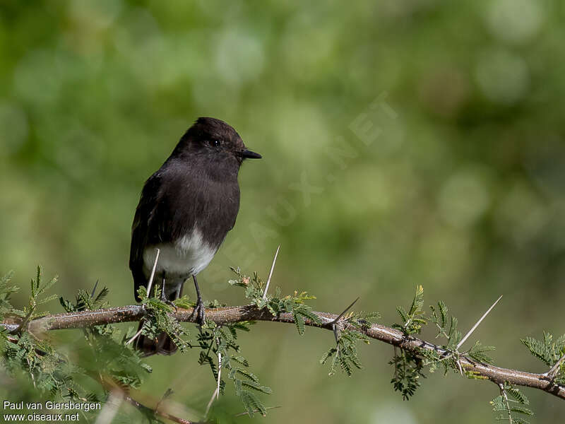 Moucherolle noiradulte, portrait