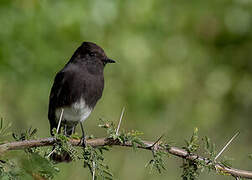 Black Phoebe