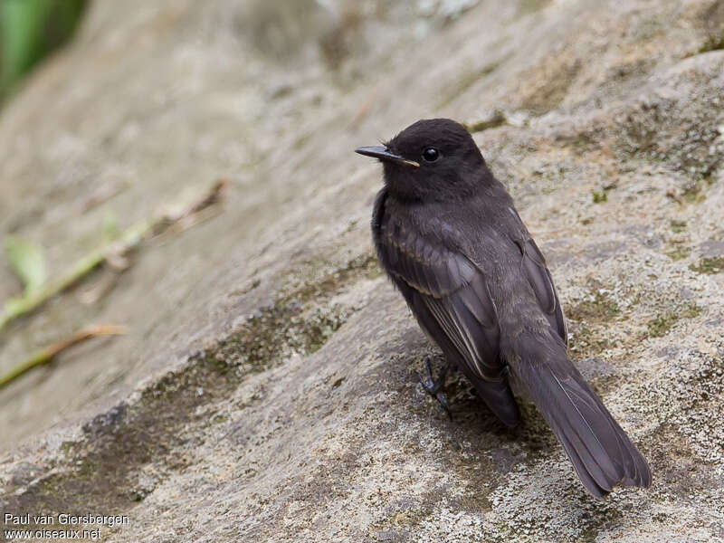 Moucherolle noirjuvénile, identification