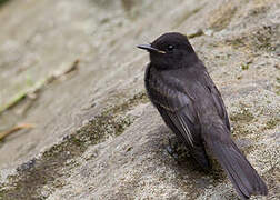 Black Phoebe