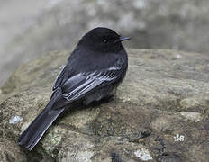 Black Phoebe