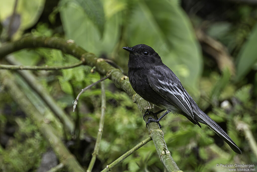 Black Phoebeadult