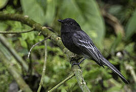 Black Phoebe