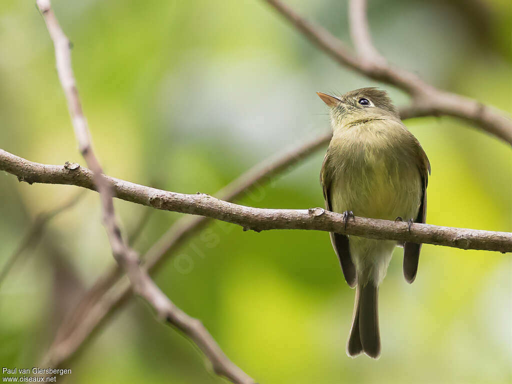 Western Flycatcheradult