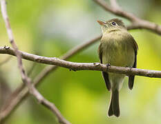 Western Flycatcher