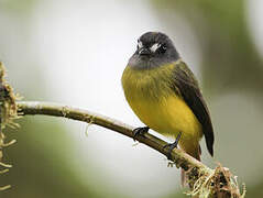 Ornate Flycatcher