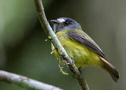 Ornate Flycatcher