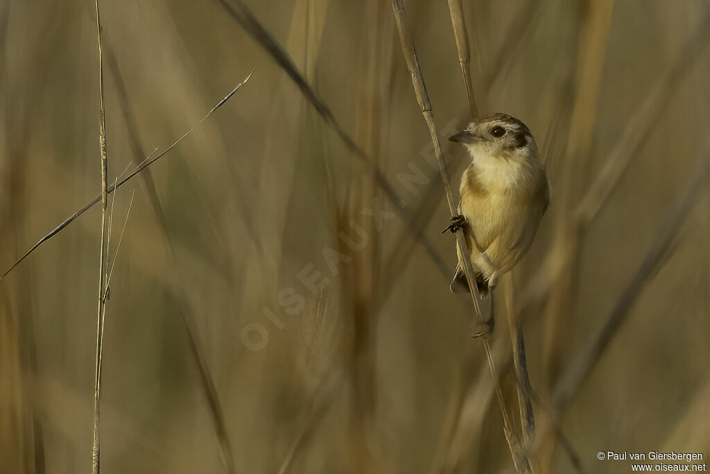 Cock-tailed Tyrant female adult