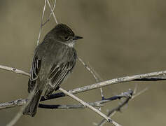 Eastern Phoebe