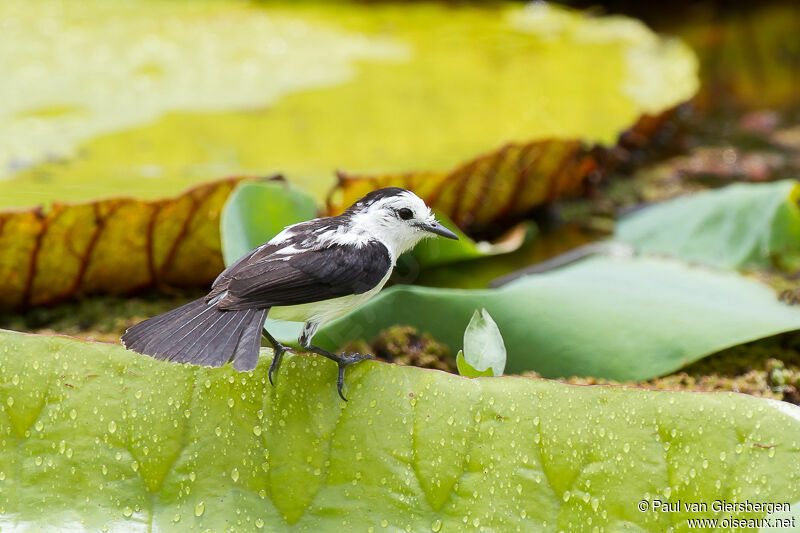 Pied Water Tyrant