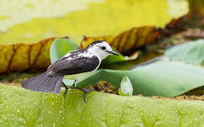 Pied Water Tyrant