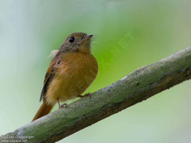 Ruddy-tailed Flycatcheradult