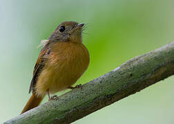 Ruddy-tailed Flycatcher