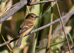 Rufescent Flycatcher