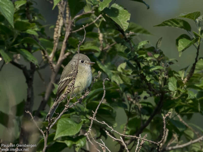 Moucherolle sombreadulte, identification