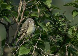 American Dusky Flycatcher