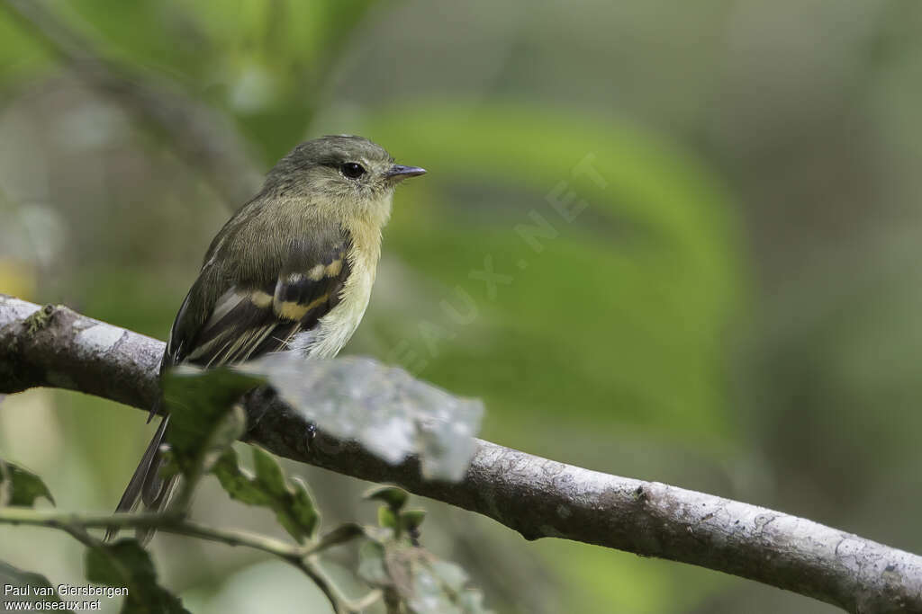 Handsome Flycatcheradult, identification