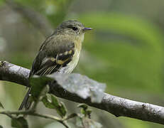 Handsome Flycatcher