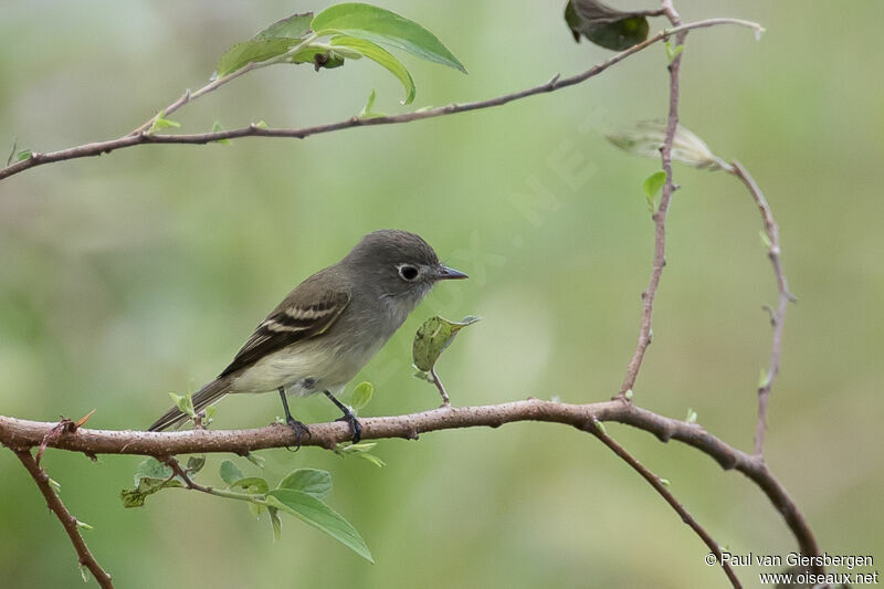 Least Flycatcher