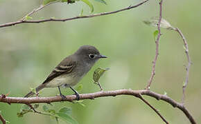 Least Flycatcher