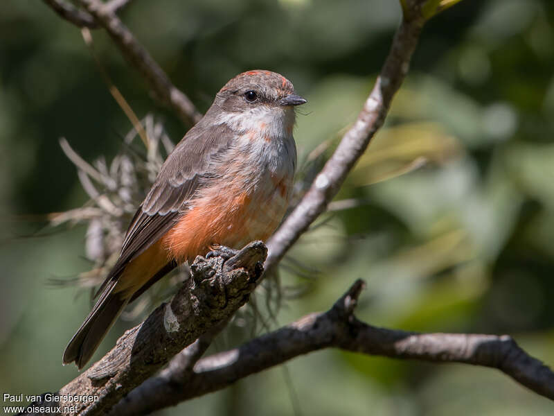 Vermilion Flycatcher male immature, identification